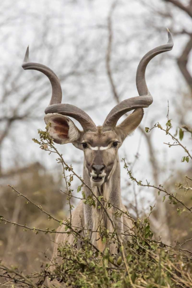 Africa, South Africa Adult greater kudu